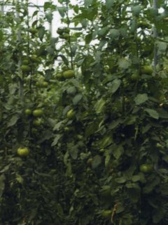 Z campo (6)
